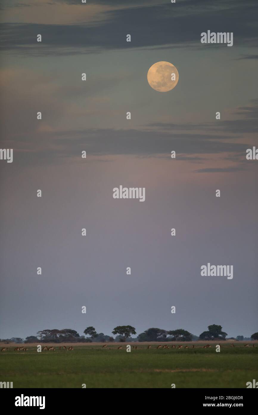 Busanga Plains est une destination de safari exclusive dans le parc national de Kafue, province du Nord-Ouest, Zambie, où se trouvent de vastes troupeaux de lechwe, Kobus leche. Banque D'Images