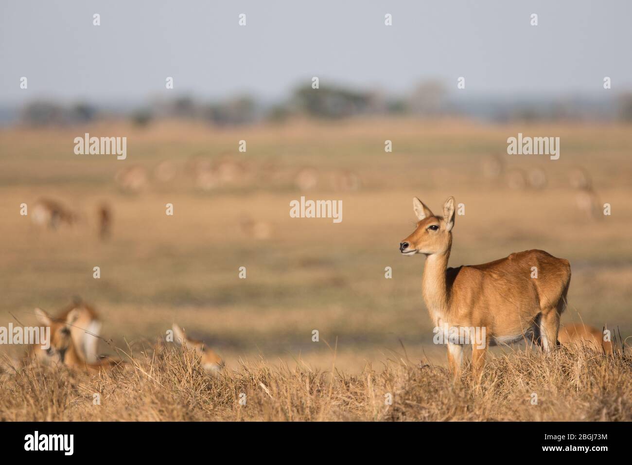 Busanga Plains est une destination de safari exclusive dans le parc national de Kafue, province du Nord-Ouest, Zambie où se trouvent des troupeaux florissants de puku et de lechwe Banque D'Images