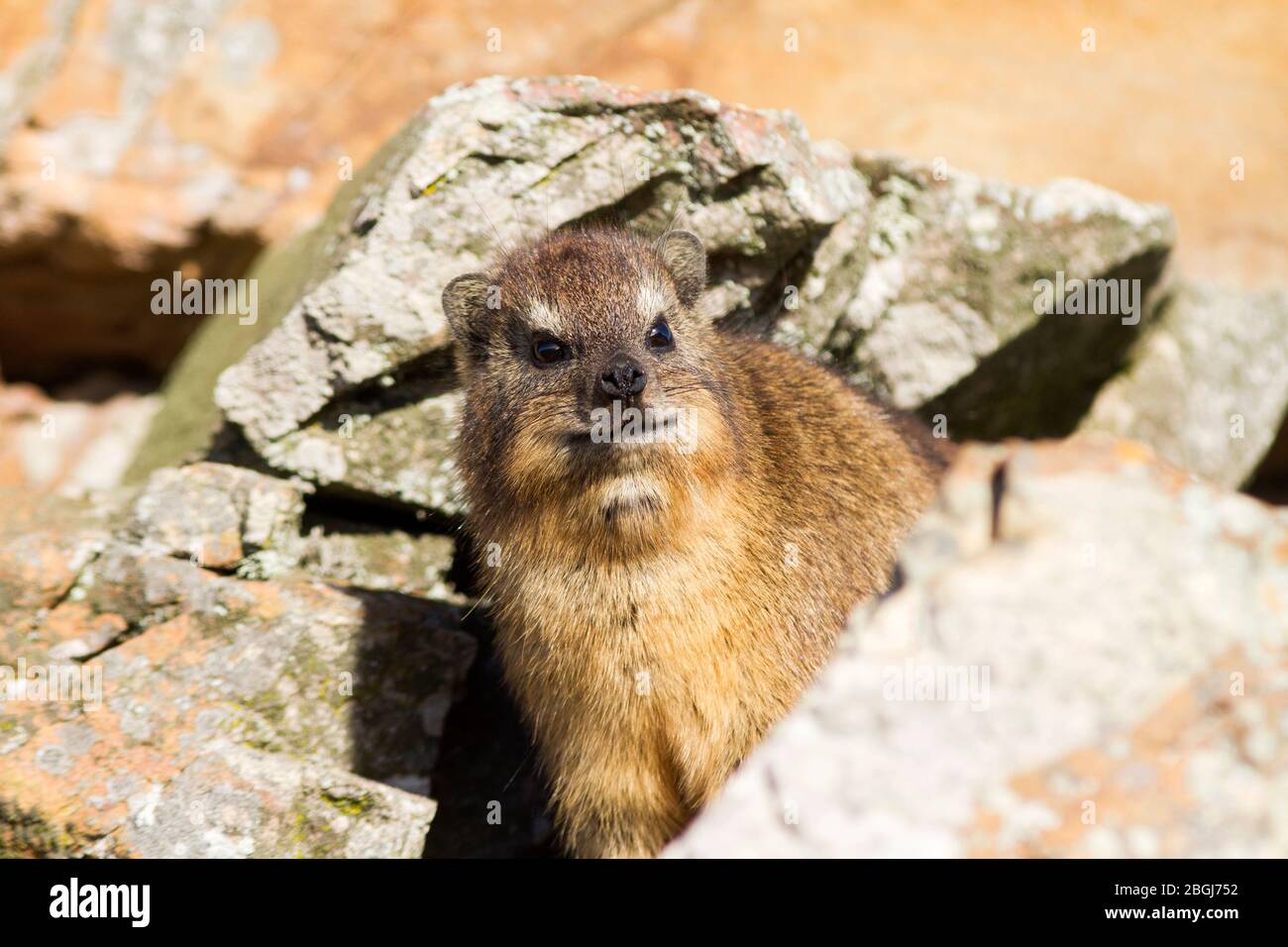 L'hyrax de roche, également appelé Cape hyrax, lapin de roche, et coney, est un mammifère terrestre de taille moyenne originaire de l'Afrique et du Moyen-Orient. Banque D'Images