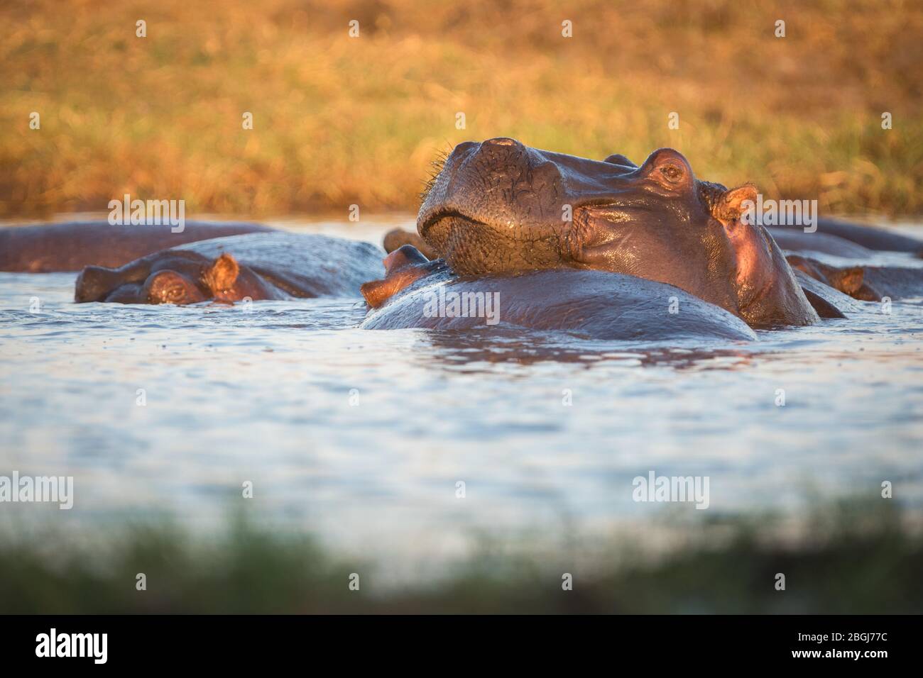 Busanga Plains, une destination de safari exclusive dans le parc national de Kafue, au nord-ouest, en Zambie, a des voies navigables pleines d'hippopotame, Hippopotamus amphibius Banque D'Images