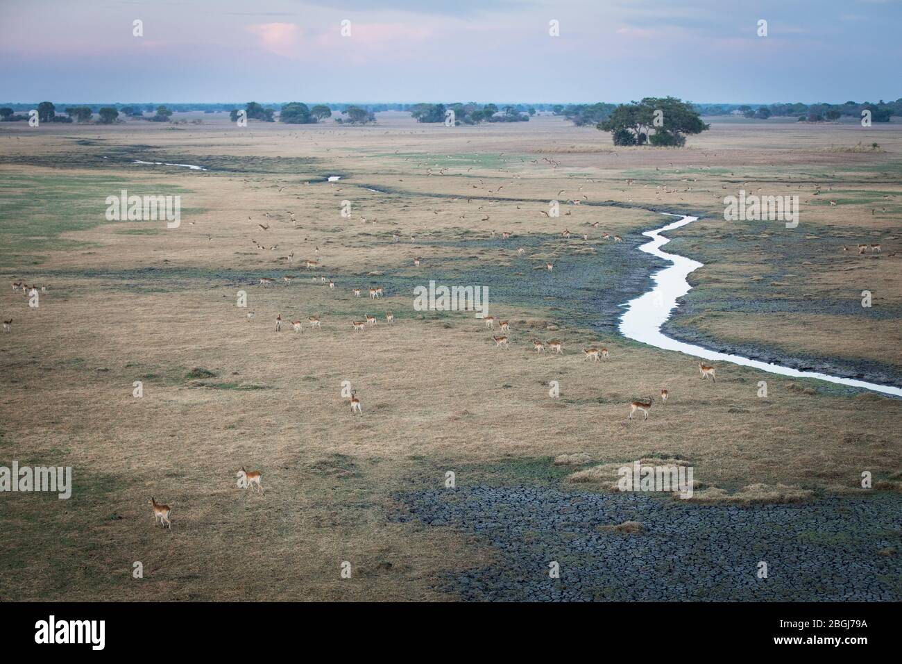 Busanga Plains, une destination de safari exclusive dans le parc national de Kafue, au nord-ouest, en Zambie avec une faune abondante comme l'antilope de lechwe, le leche de kobus Banque D'Images