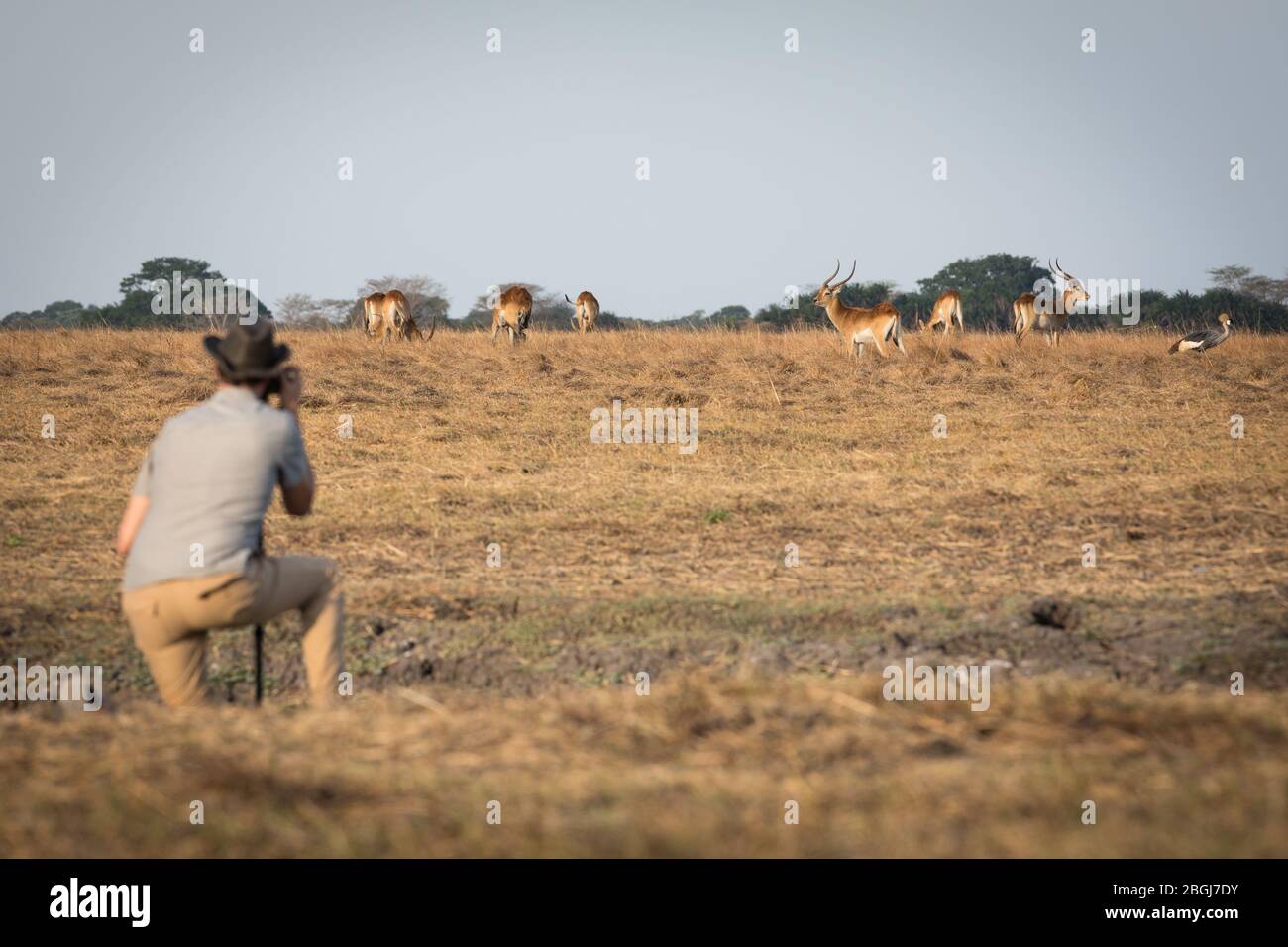 Busanga Plains est une destination de safari exclusive dans le parc national de Kafue, province du Nord-Ouest, Zambie avec de nombreux troupeaux de lechwe, kobus leche Banque D'Images