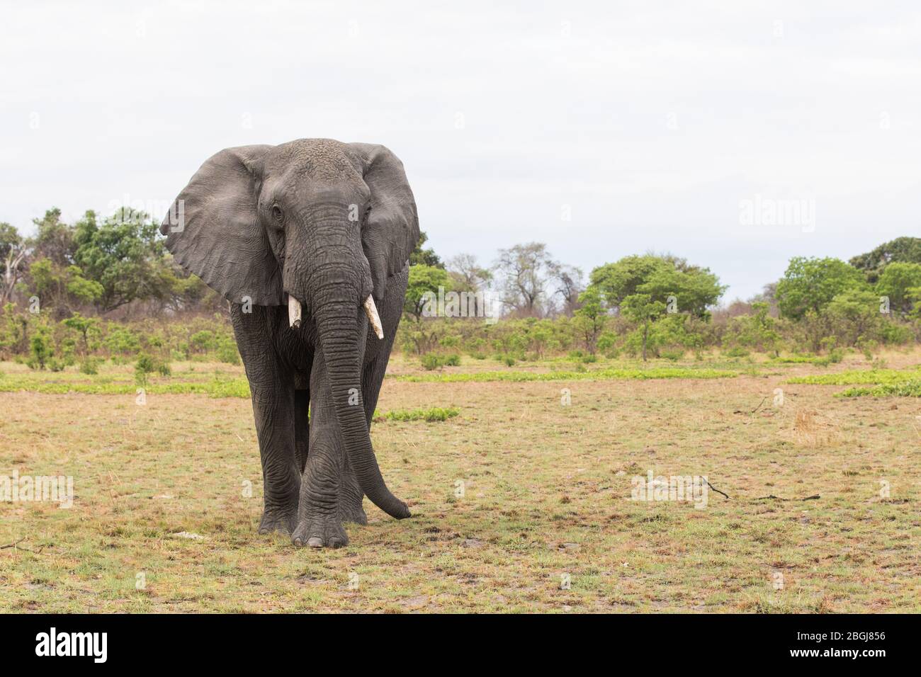 Busanga Plains, une destination de safari exclusive dans le parc national de Kafue, dans le nord-ouest de la Zambie, où se trouvent des troupeaux d'éléphants d'Afrique, Loxodonta africana. Banque D'Images