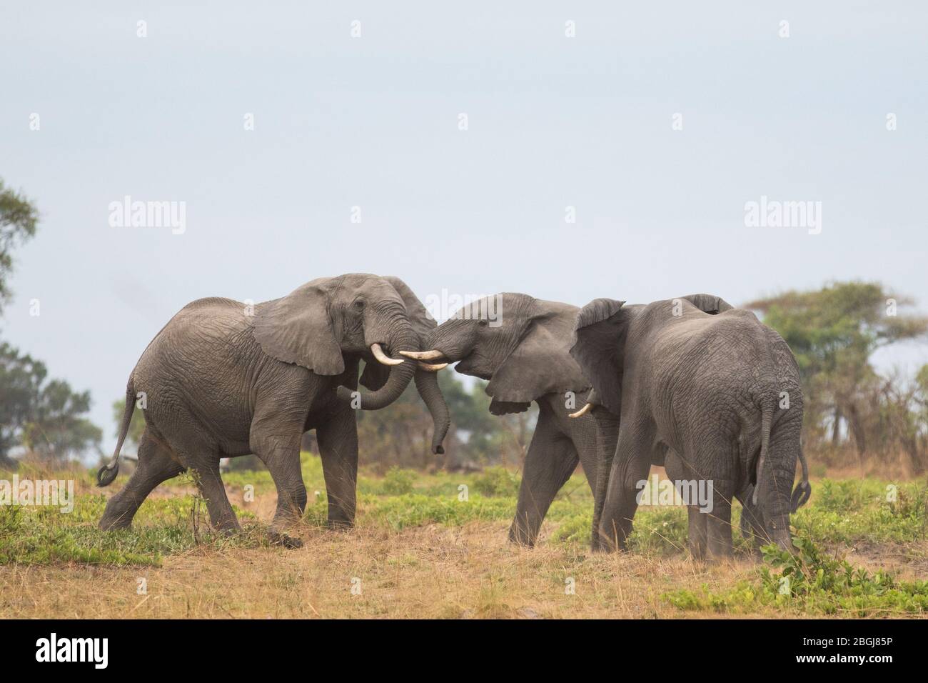 Busanga Plains, une destination de safari exclusive dans le parc national de Kafue, dans le nord-ouest de la Zambie, où se trouvent des troupeaux d'éléphants d'Afrique, Loxodonta africana. Banque D'Images