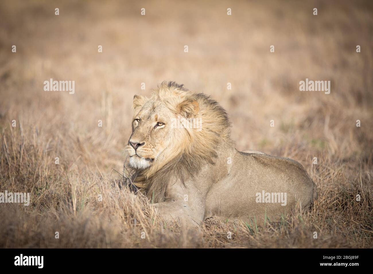 Busanga Plains, une destination de safari exclusive dans le parc national de Kafue, au nord-ouest de la Zambie, abrite une fierté des lions africains, Panthera leo. Banque D'Images