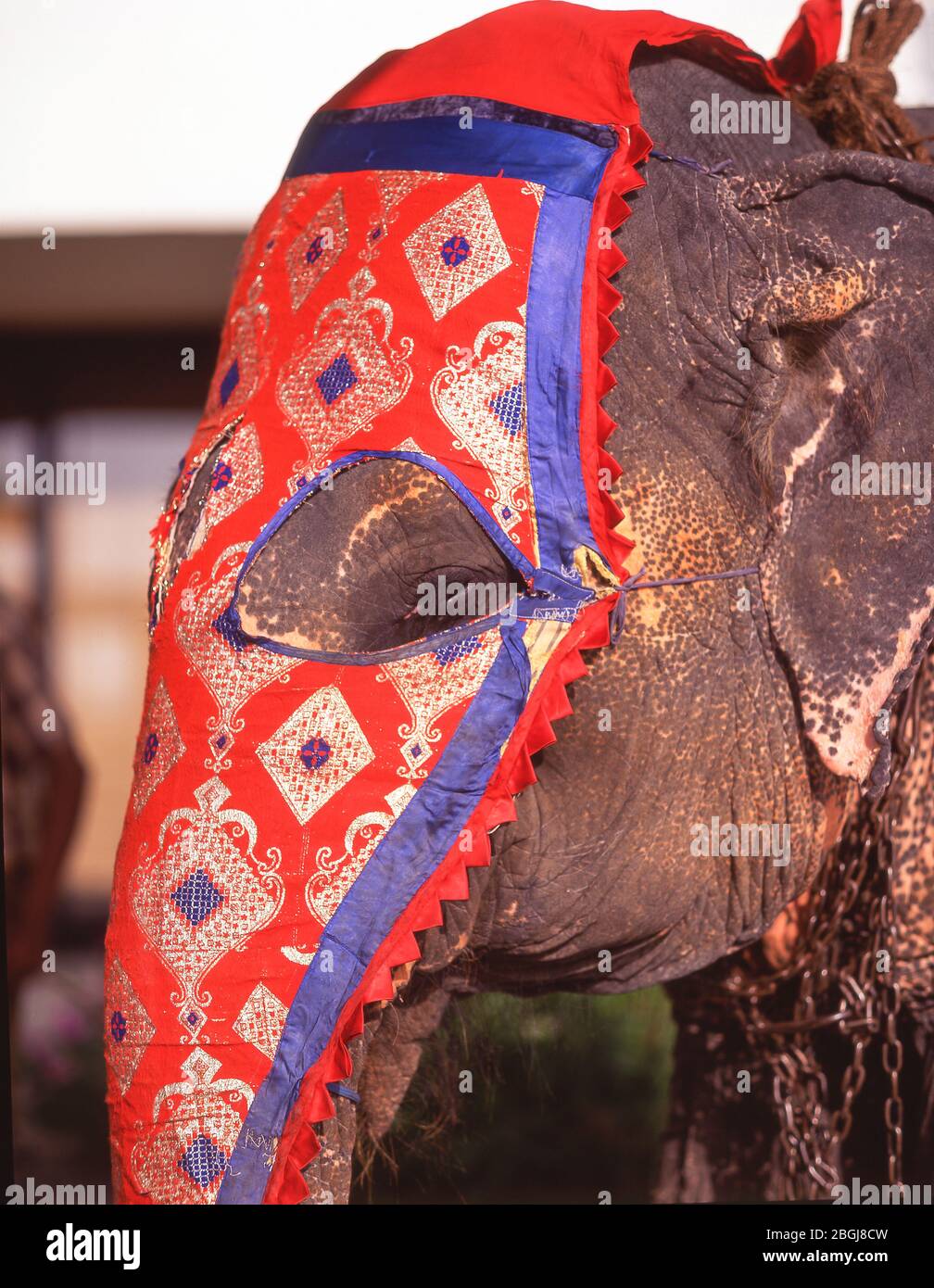 L'Éléphant de cérémonie, Colombo, Province du Sud, Sri Lanka Banque D'Images
