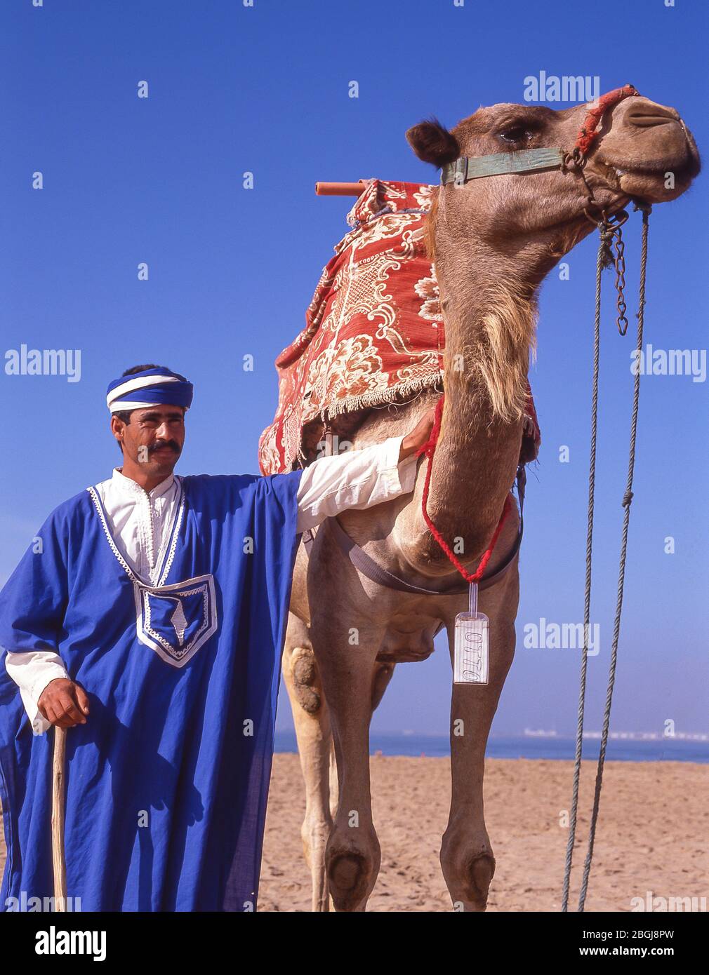 Pilote de chameau sur la plage d'Agadir, Agadir, Souss-Massa-Draâ Region, Maroc Banque D'Images