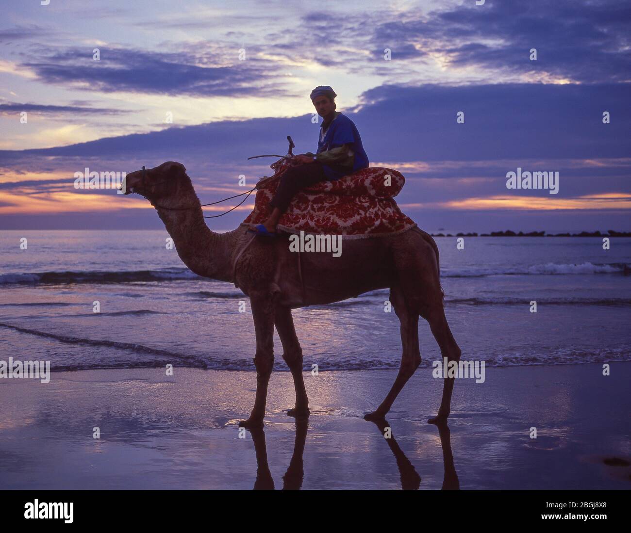 Pilote de chameau sur la plage d'Agadir au coucher du soleil, Agadir, Souss-Massa-Draâ Region, Maroc Banque D'Images
