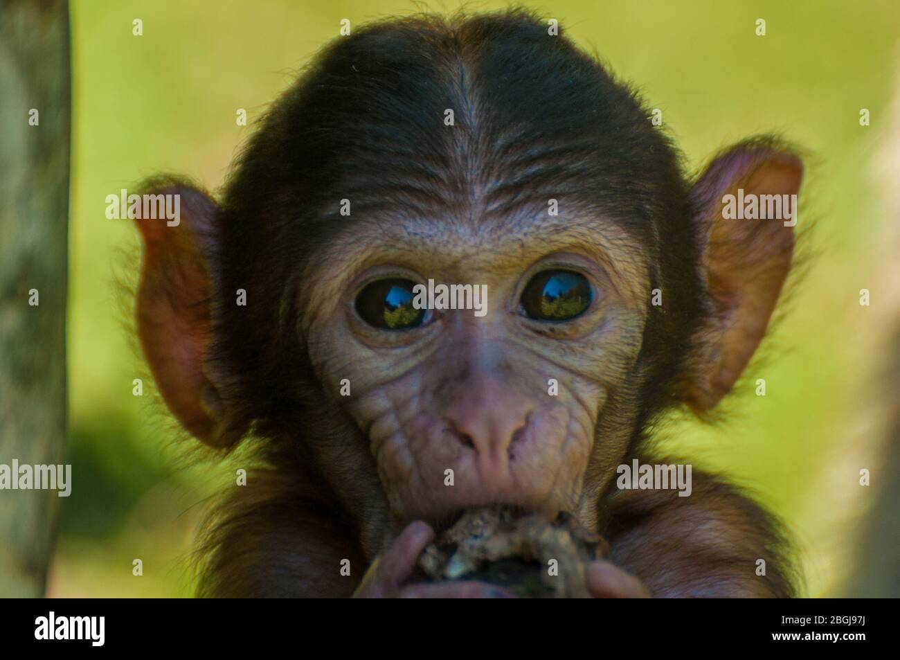 Un jeune macaque barbarbaire mange Banque D'Images