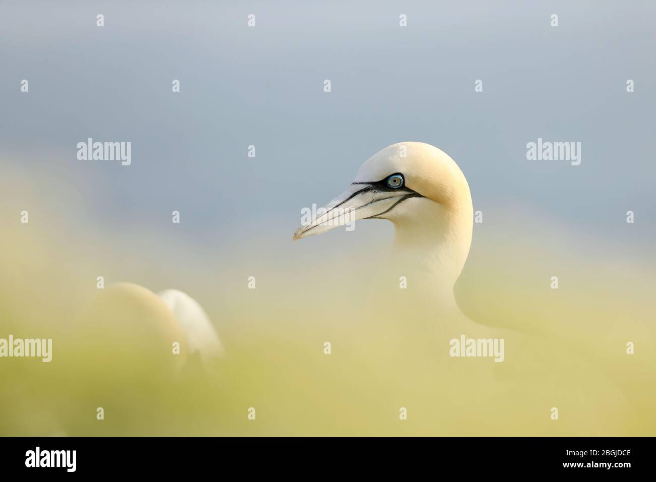 Mannet du nord, portrait détaillé des oiseaux de mer assis sur le nid, avec de l'eau de mer bleue en arrière-plan, île Helgoland, Allemagne. Banque D'Images