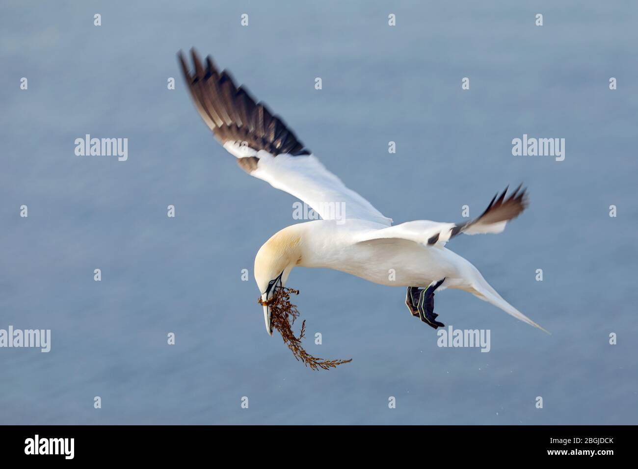 L'oiseau marin du nord (Morus bassanus), côte de l'île Helgoland, Allemagne Banque D'Images
