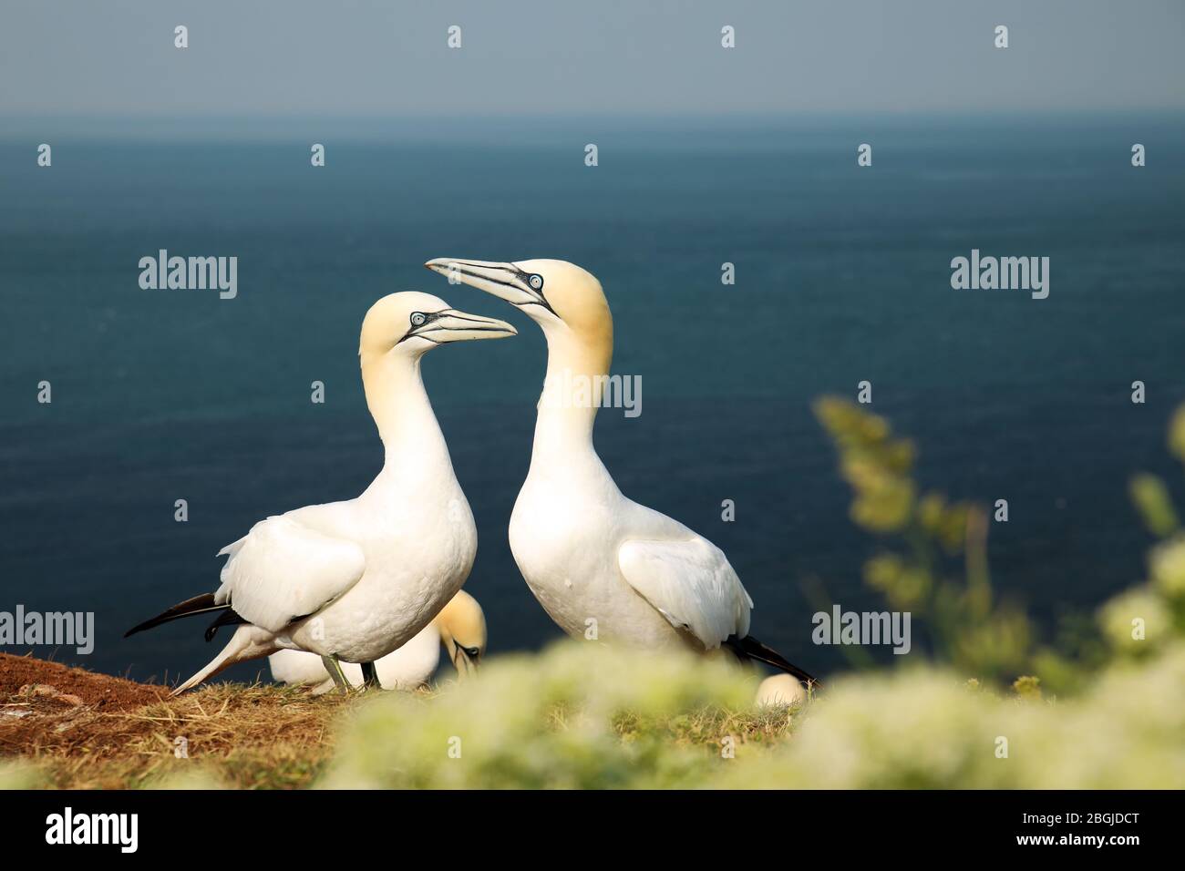 Deux gannet du nord qui dansent dans une colonie de reproduction sur l'île Helgoland, Allemagne (Morus bassanus) Banque D'Images