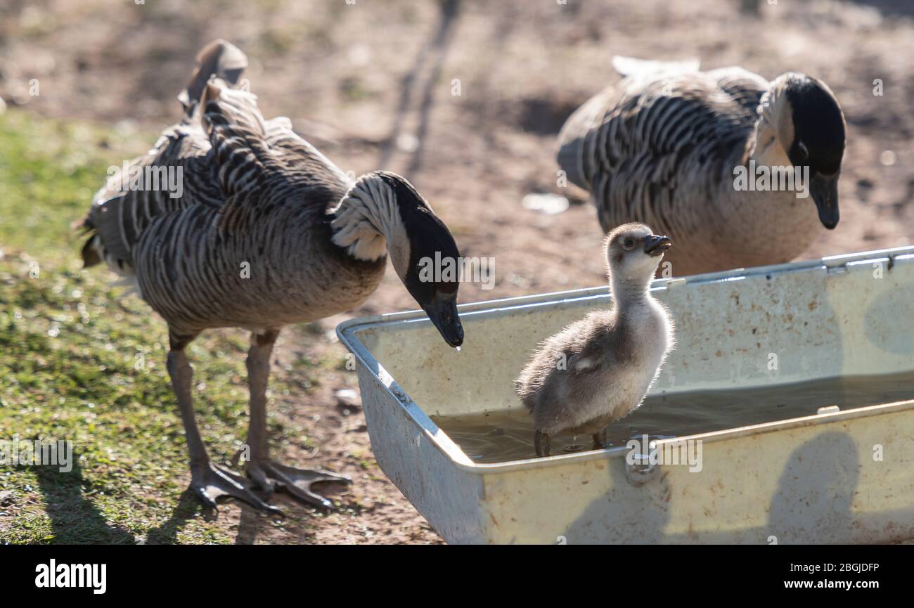 Oxton Scottish Borders Ecosse 21 Avril Base A Oxton Scottish Borders Bird Gardens Scotland Est Un Centre De Reproduction Pour La Conservation Des Oiseaux Et Abrite Plus De 300 Oiseaux Images