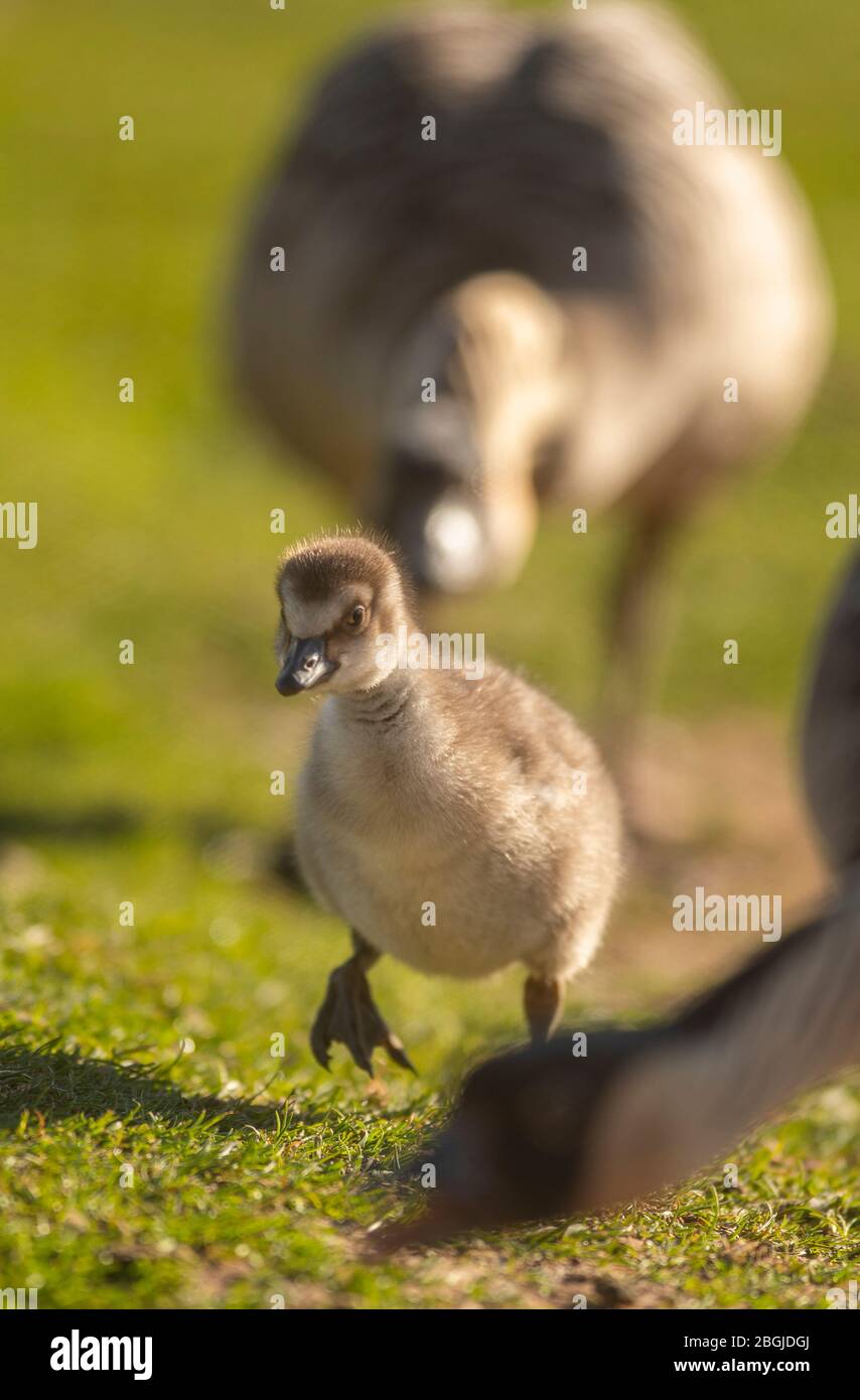 Oxton Scottish Borders Ecosse 21 Avril Base A Oxton Scottish Borders Bird Gardens Scotland Est Un Centre De Reproduction Pour La Conservation Des Oiseaux Et Abrite Plus De 300 Oiseaux Images