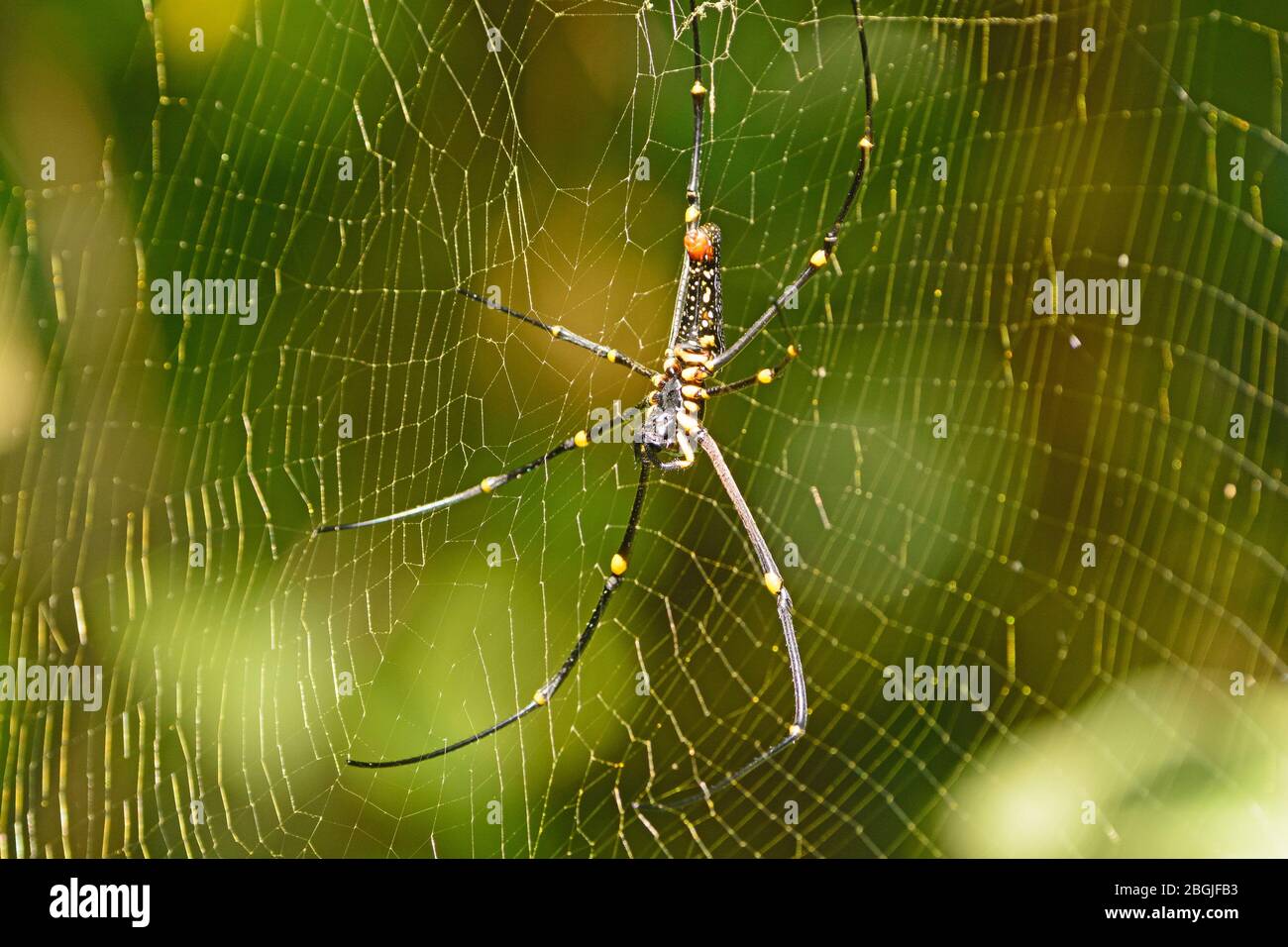 Le nord du Golden Orb Weaver Spider en Assam, Inde Banque D'Images