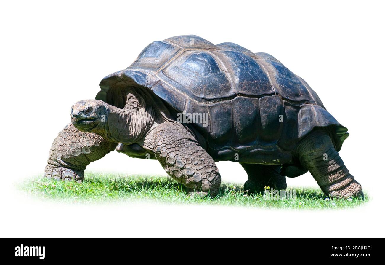 Gros plan de la tortue Aldabra isolée sur fond blanc. Banque D'Images