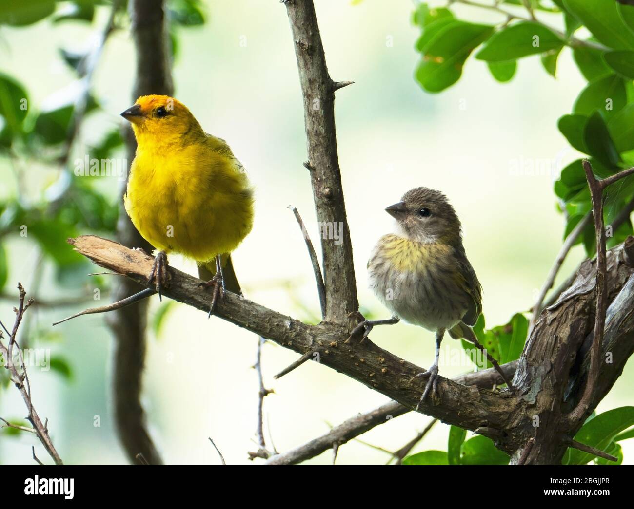Canaris de l'Atlantique, un petit oiseau sauvage brésilien. Le canarien jaune Crithagra flaviventris est un petit oiseau de sérérine dans la famille finch. Banque D'Images