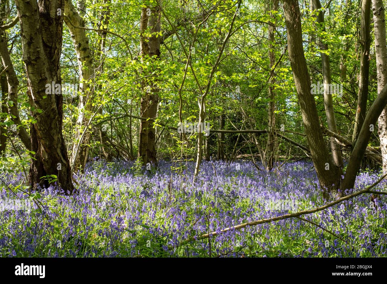 Gros plan des cloches qui poussent au milieu des arbres dans la nature dans Whippendell Woods, Watford, Hertforshire Royaume-Uni. Banque D'Images