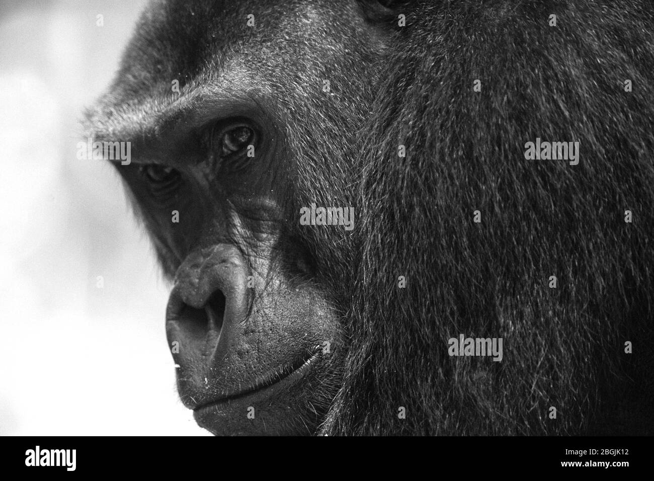 Gorilla des basses terres de l'Ouest (Gorilla gorilla gorilla). Homme dominant à dos argenté. Bai Hokou. Dzanga Sangha réserve forestière dense spéciale, République centrafricaine Banque D'Images