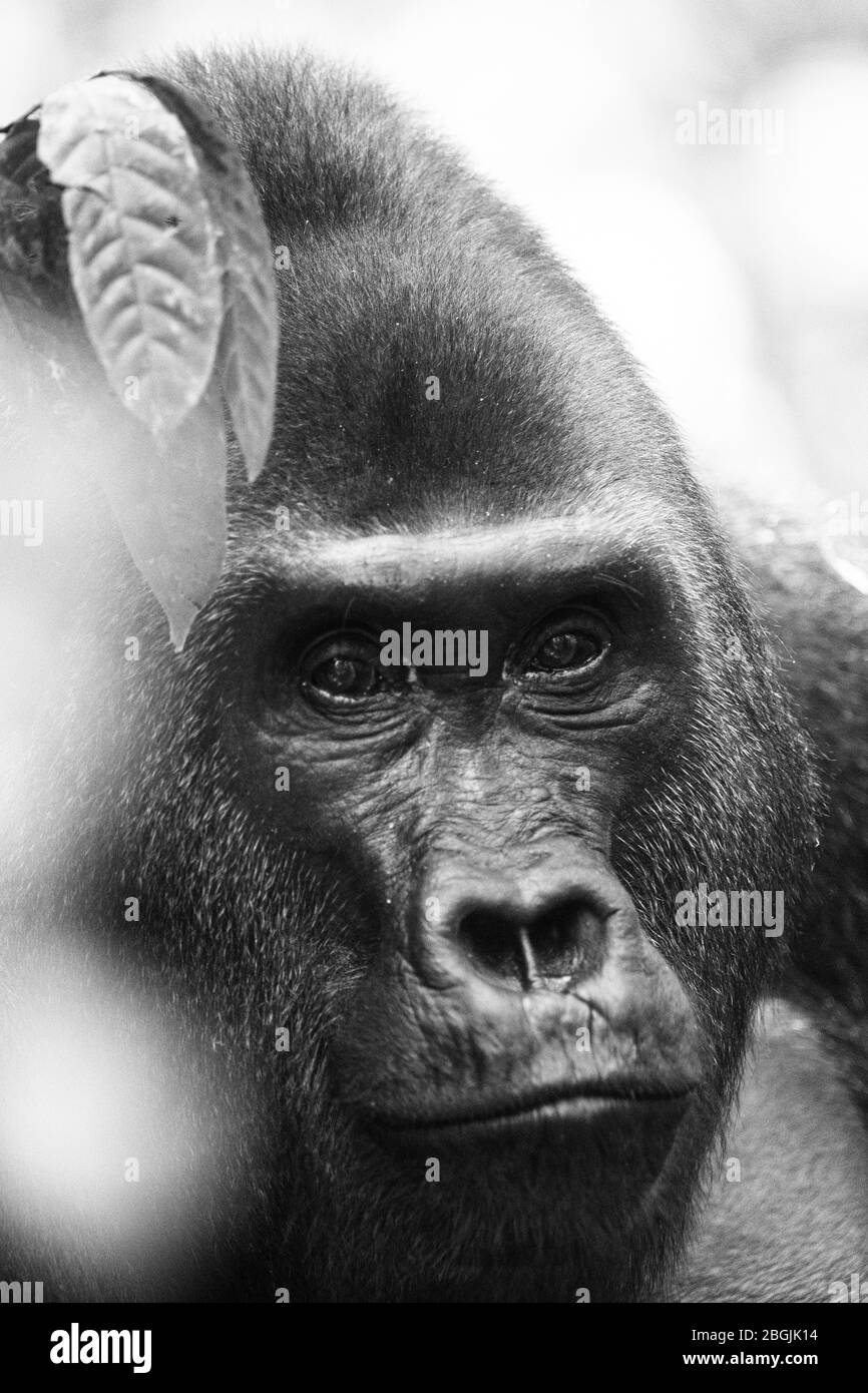 Gorilla des basses terres de l'Ouest (Gorilla gorilla gorilla). Homme dominant à dos argenté. Bai Hokou. Dzanga Sangha réserve forestière dense spéciale, République centrafricaine Banque D'Images