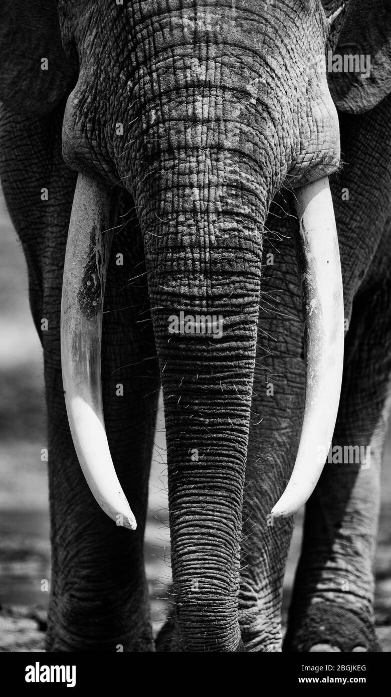 Éléphants de forêt africains (Loxodonta africana cyclotis) à Dzanga Bai. Les éléphants visitent les éclaireuses forestières (BAI) pour obtenir du sel dissous dans t Banque D'Images