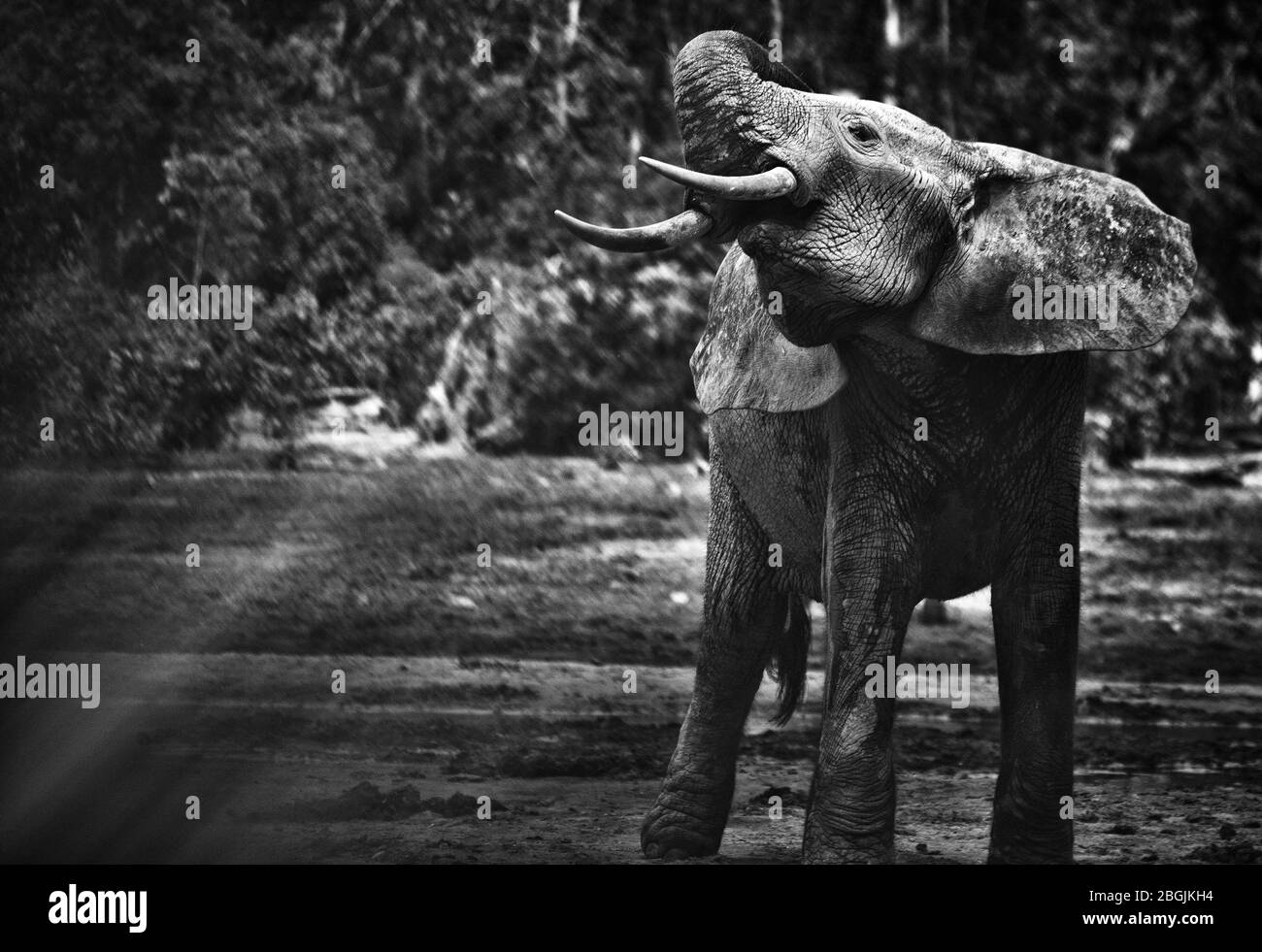 Éléphants de forêt africains (Loxodonta africana cyclotis) à Dzanga Bai. Les éléphants visitent les éclaireuses forestières (BAI) pour obtenir du sel dissous dans t Banque D'Images