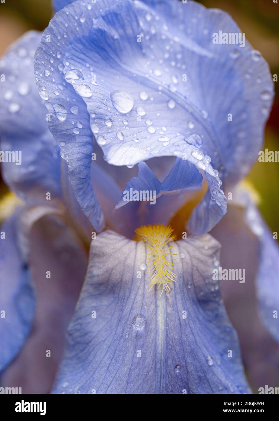 Iris rhizomateux barbu après les précipitations matinales dans le jardin en Virginie centrale Banque D'Images