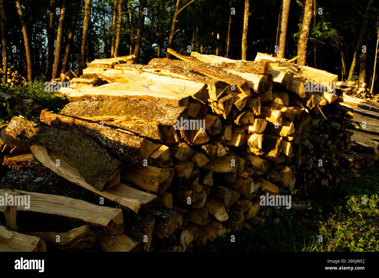 Pile de grumes en bois illuminées par le soleil du soir. Banque D'Images