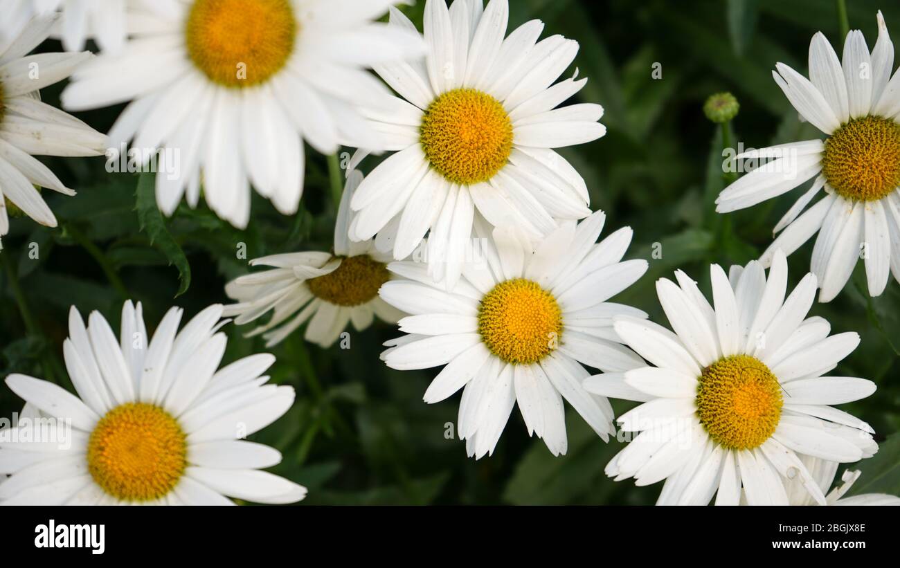 Gros plan de fleurs blanches en forme de soleil dans le jardin Banque D'Images