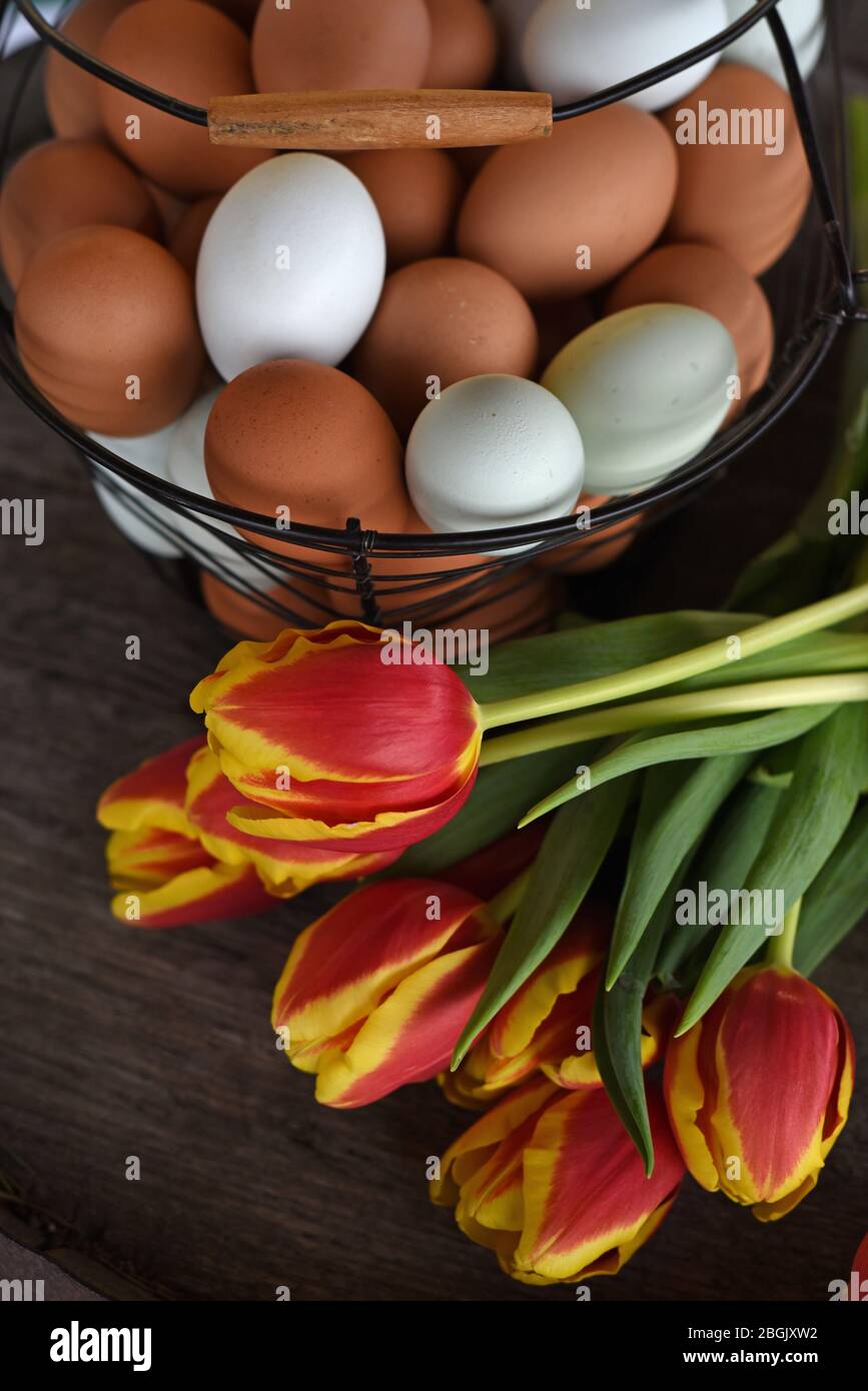 Les tulipes rouge et jaune se trouvent devant un panier en fil de fer rempli d'œufs brun et blanc. Banque D'Images