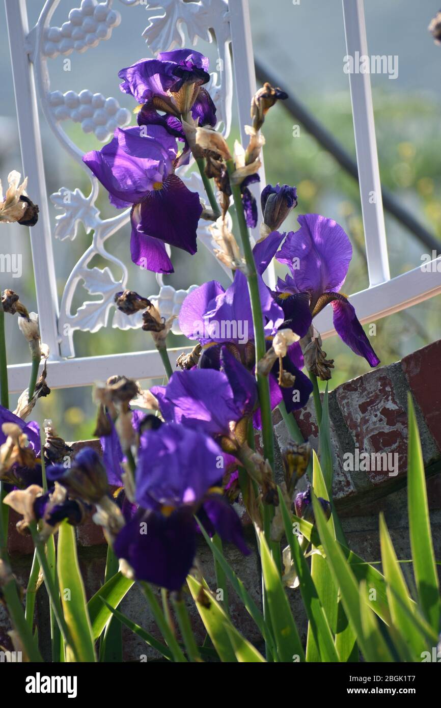 Purple IRIS Banque D'Images