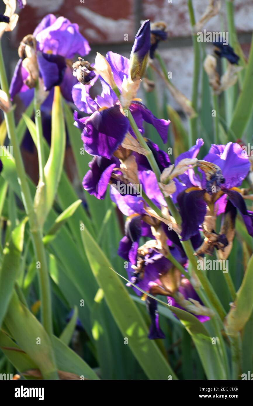 Purple IRIS Banque D'Images