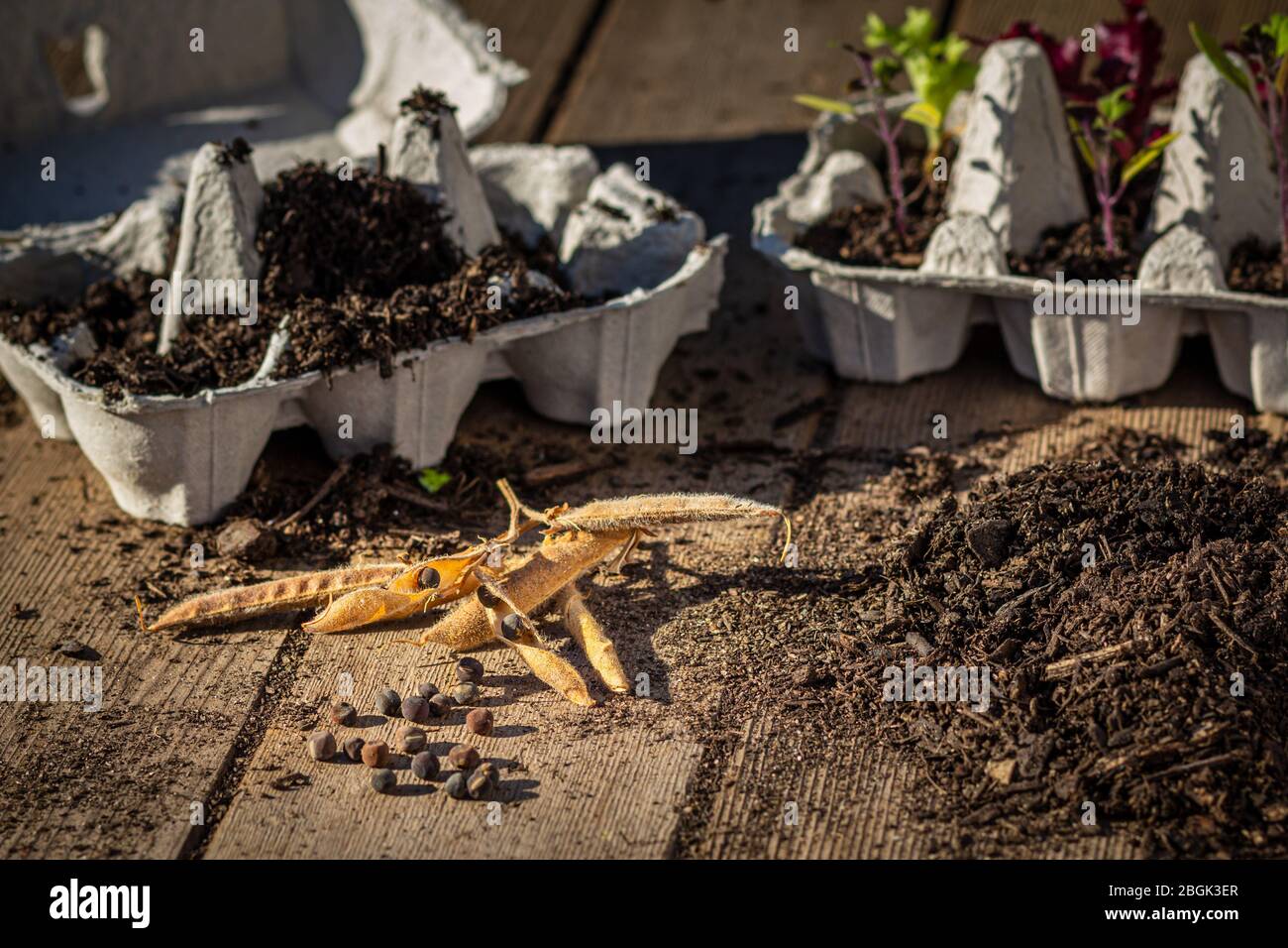 Gros plan des graines étant plantées dans un carton d'œufs en carton à l'extérieur sur un banc de jardin. L'autosuffisance à la maison, économiser de l'argent, recycler, réduire les déchets Banque D'Images