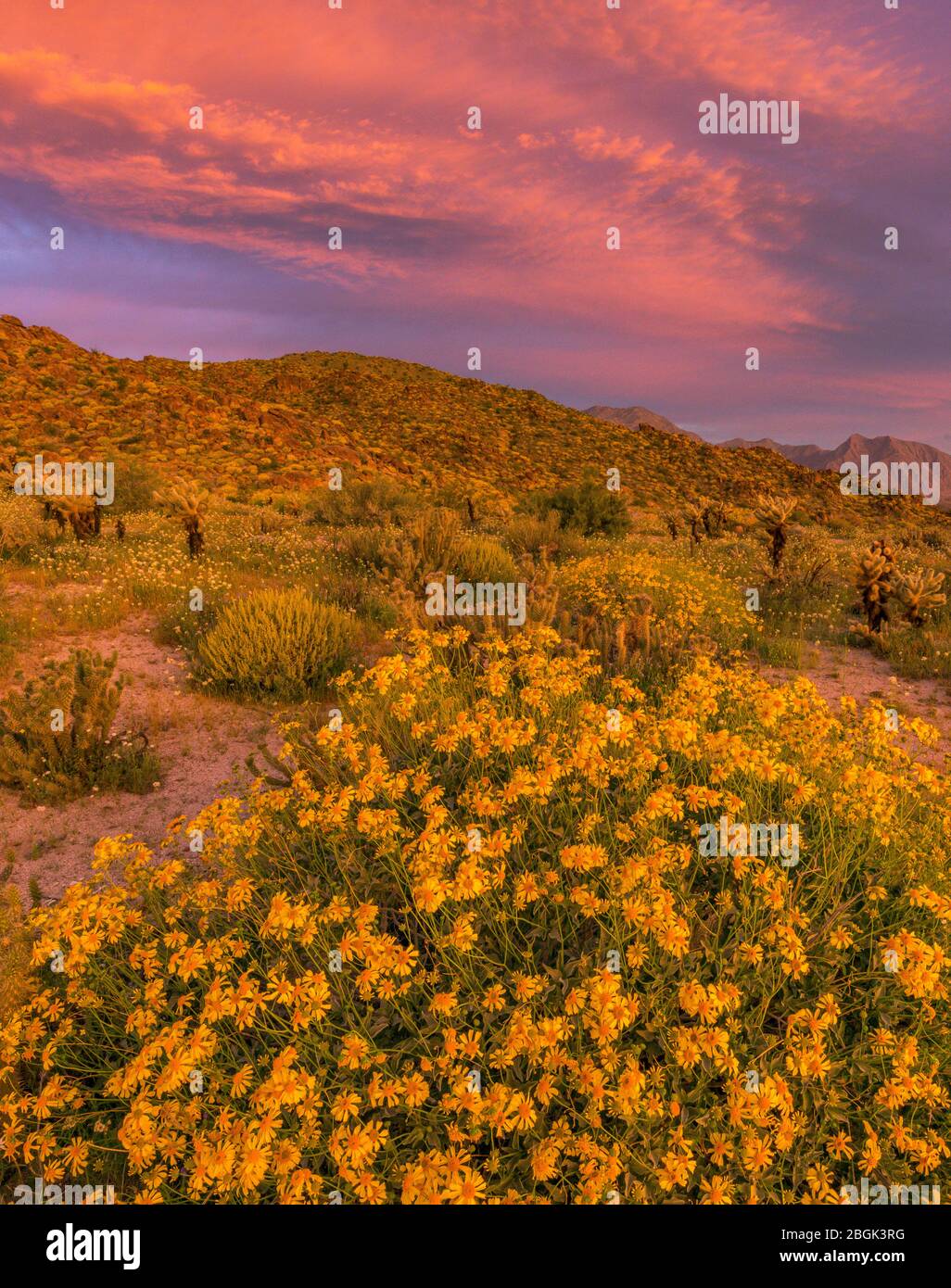 L'aube, Brittlebush Glorietta, Canyon, Anza-Borrego Desert State Park, Californie Banque D'Images