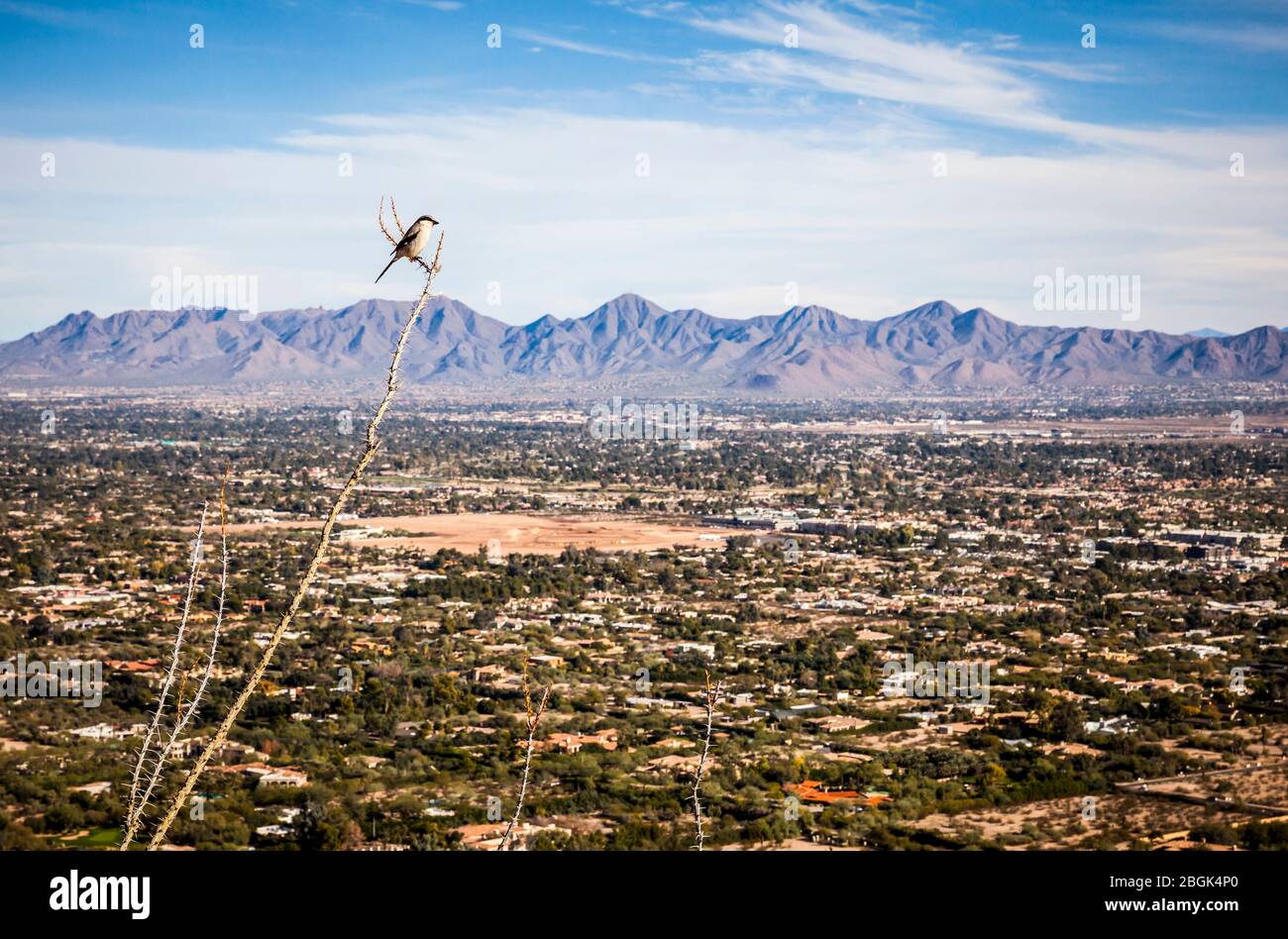 Un Shrike du nord perché sur une branche d'Ocotillo sur Camelback Mountain haut au-dessus de Scottsdale Arizona et les montagnes McDowell, Arizona, États-Unis. Banque D'Images