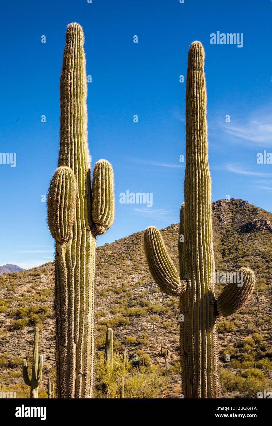 Cactus Saguaro dans la zone de lavage Apache de la réserve du désert de Phoenix Sonoran Nord lors d'une journée ensoleillée du ciel bleu, Arizona, États-Unis. Banque D'Images