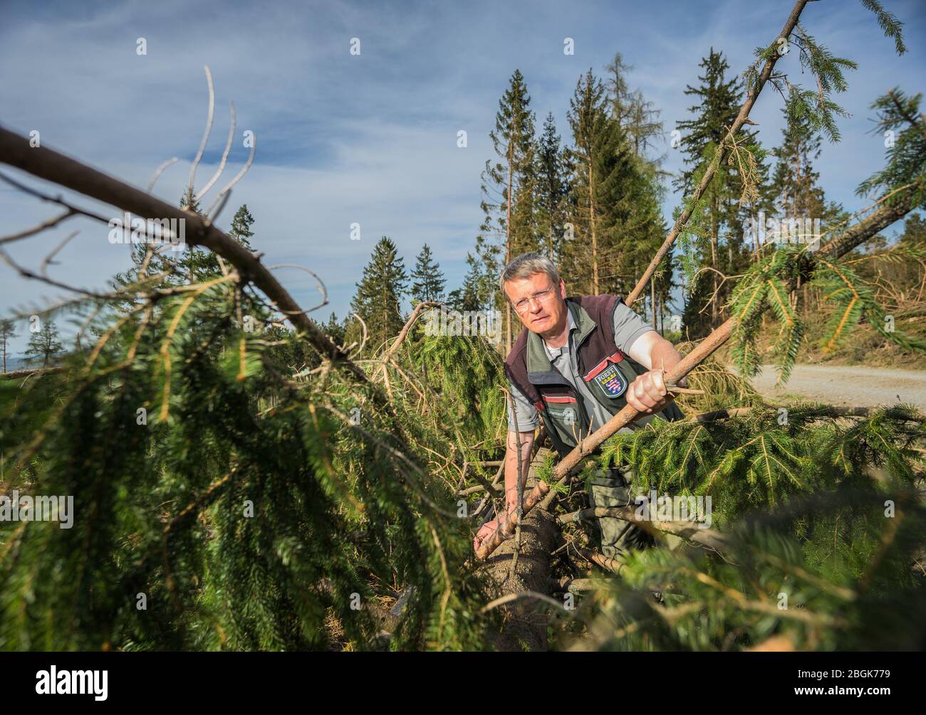 Wehrheim, Allemagne. 16 avril 2020. Thomas Götz, directeur adjoint du bureau forestier de Weilrod, est présent dans une épinette tombée. Les forêts de Hesse ont été gravement touchées par la tempête, la sécheresse et les ravageurs. En conséquence, il y a un surapprovisionnement en bois et le prix de cette matière première a fortement chuté. (Pour dpa 'Clear-découpage dans la région de Taunus est de ralentir les scarabéess') crédit: Andreas Arnold/dpa/Alay Live News Banque D'Images
