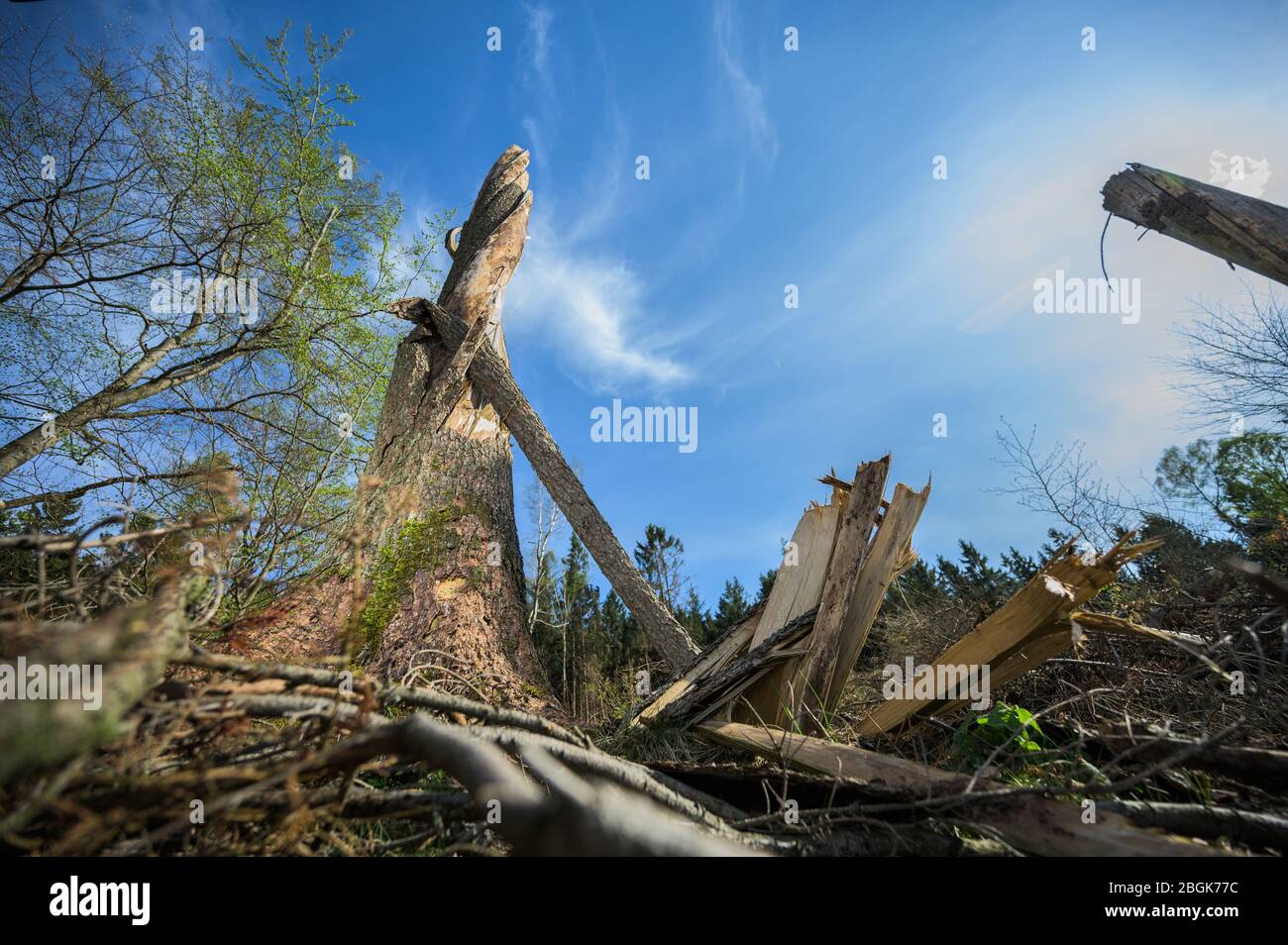 Wehrheim, Allemagne. 16 avril 2020. Un squall a complètement tordu et renversé une épinette. Les forêts de Hesse ont été gravement touchées par la tempête, la sécheresse et les ravageurs. En conséquence, il y a un surapprovisionnement en bois et le prix de cette matière première a fortement chuté. (Pour dpa 'Clear-découpage dans la région de Taunus est de ralentir les scarabéess') crédit: Andreas Arnold/dpa/Alay Live News Banque D'Images