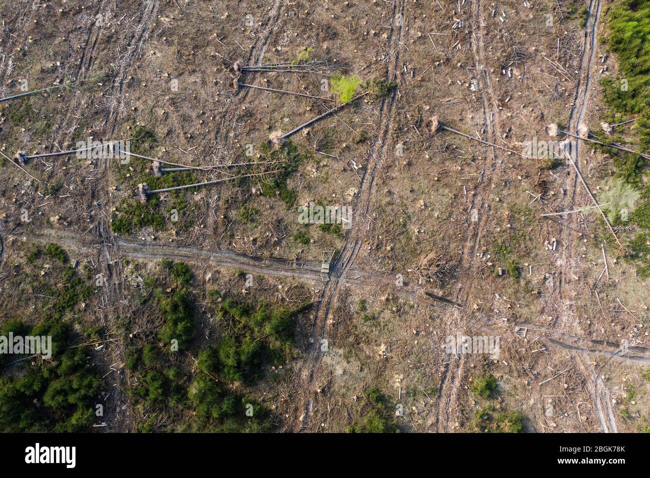 Wehrheim, Allemagne. 16 avril 2020. Les arbres se trouvent sur une forêt endommagée par la tempête. La forêt a déjà largement éliminé la zone affectée. Les forêts de Hesse ont été gravement touchées par la tempête, la sécheresse et les ravageurs. En conséquence, il y a un surapprovisionnement en bois et le prix de cette matière première a fortement chuté. (Pour dpa 'Clear-découpage dans la région de Taunus est censé ralentir les scarabéess') crédit: Andreas Arnold/dpa/Alay Live News Banque D'Images