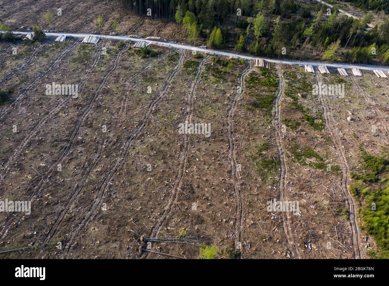 Wehrheim, Allemagne. 16 avril 2020. Les arbres se trouvent sur une forêt endommagée par la tempête. La forêt a déjà largement éliminé la zone affectée. Les forêts de Hesse ont été gravement touchées par la tempête, la sécheresse et les ravageurs. En conséquence, il y a un surapprovisionnement en bois et le prix de cette matière première a fortement chuté. (Pour dpa 'Clear-découpage dans la région de Taunus est censé ralentir les scarabéess') crédit: Andreas Arnold/dpa/Alay Live News Banque D'Images