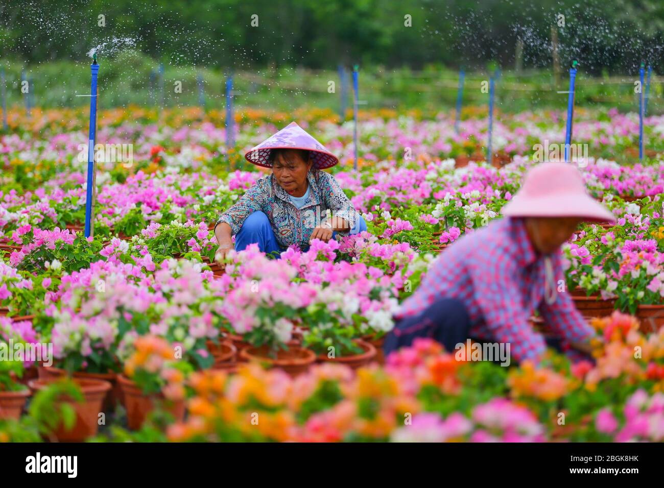 Les agriculteurs cultivent des bougainvillea dans une base de croissance de bougainvillea dans le village de Shentian dans le comté de Ding'an, dans la province de Hainan en Chine méridionale, le 11 mars 2020. 97 h Banque D'Images