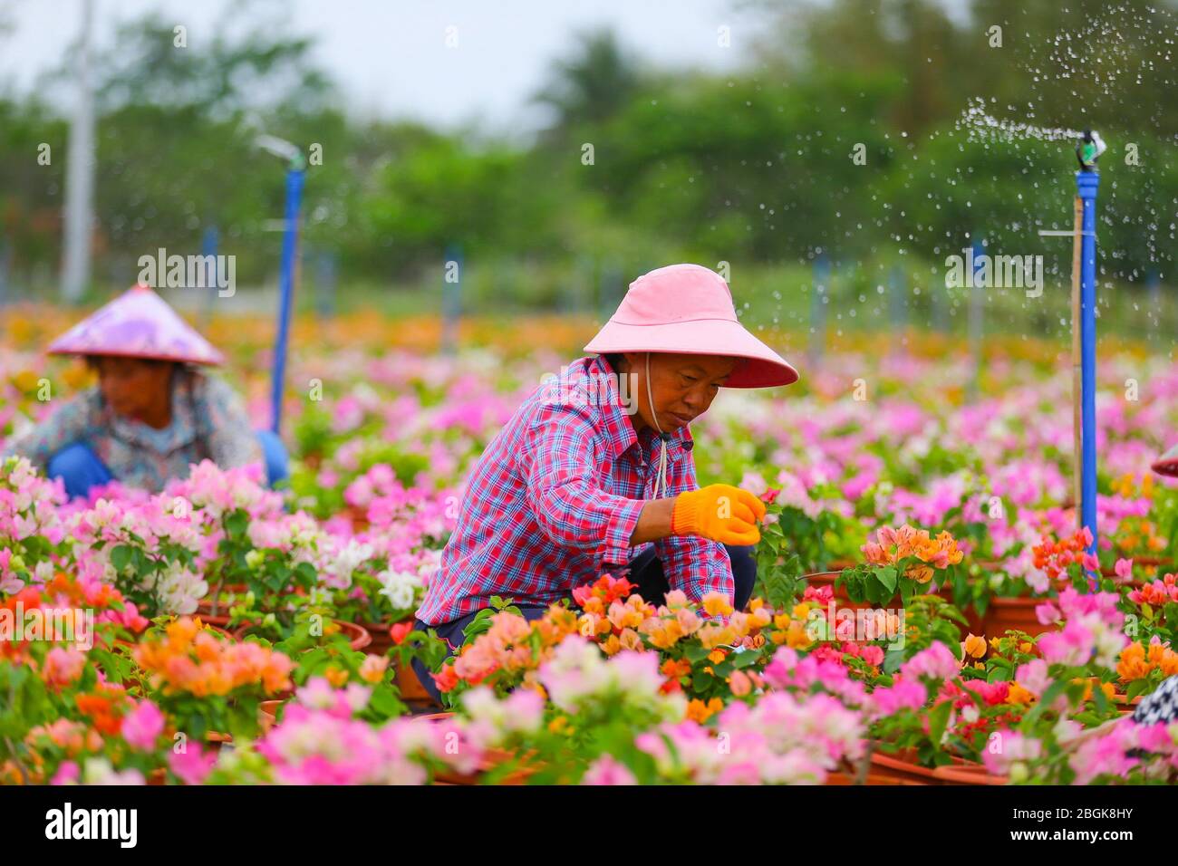 Les agriculteurs cultivent des bougainvillea dans une base de croissance de bougainvillea dans le village de Shentian dans le comté de Ding'an, dans la province de Hainan en Chine méridionale, le 11 mars 2020. 97 h Banque D'Images