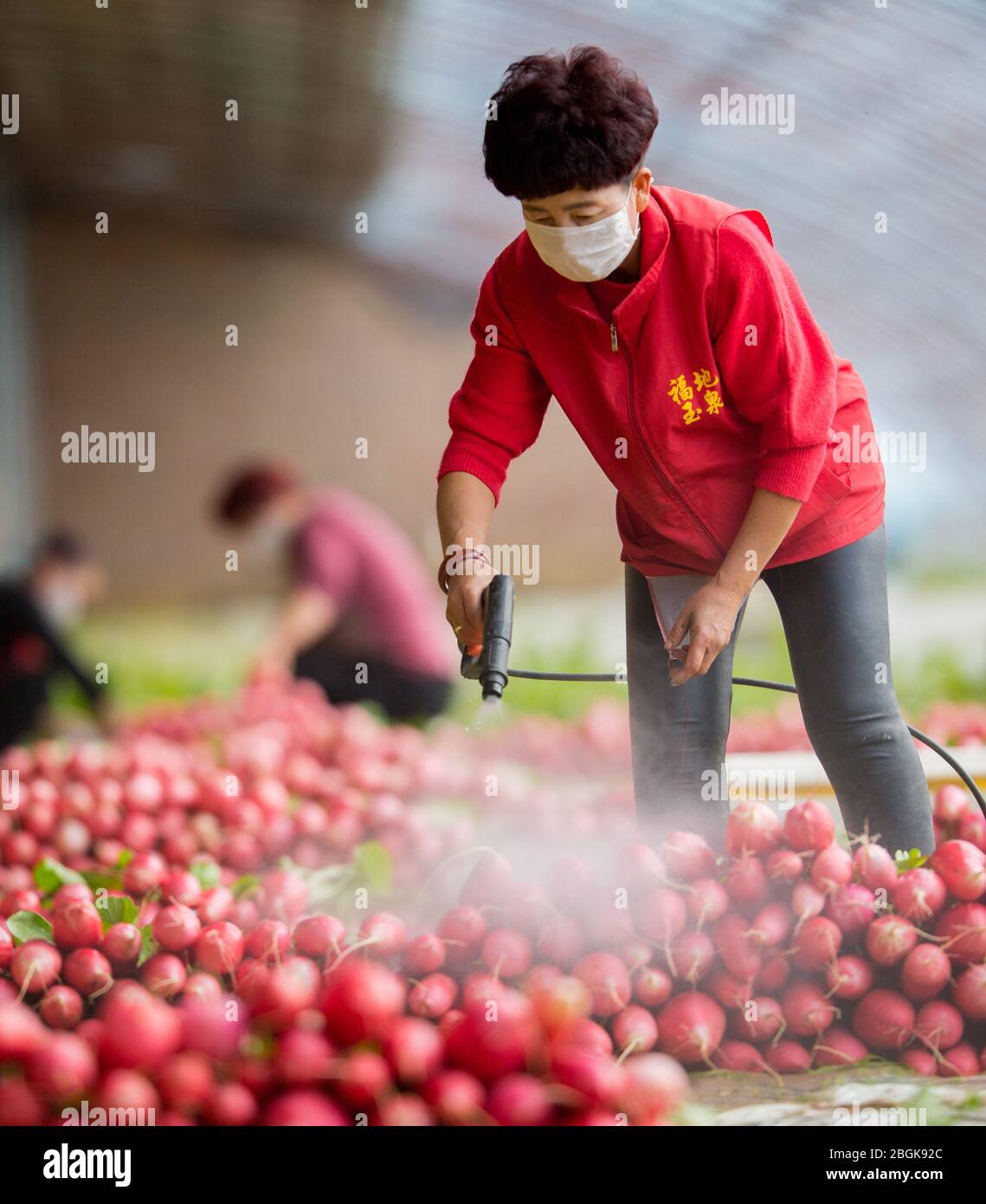 Les agriculteurs ont nettoyé les carottes récoltées dans une ferme du district de Yuquan, ville de Hohhot, région autonome de la Mongolie intérieure de la Chine du nord, 3 mars 2020. *** limite locale Banque D'Images