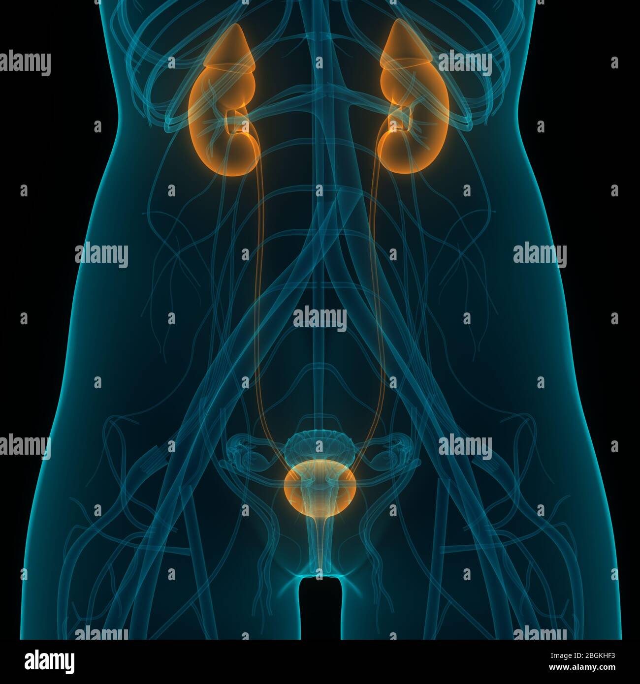 Reins féminins du système urinaire avec anatomie de la vessie Banque D'Images