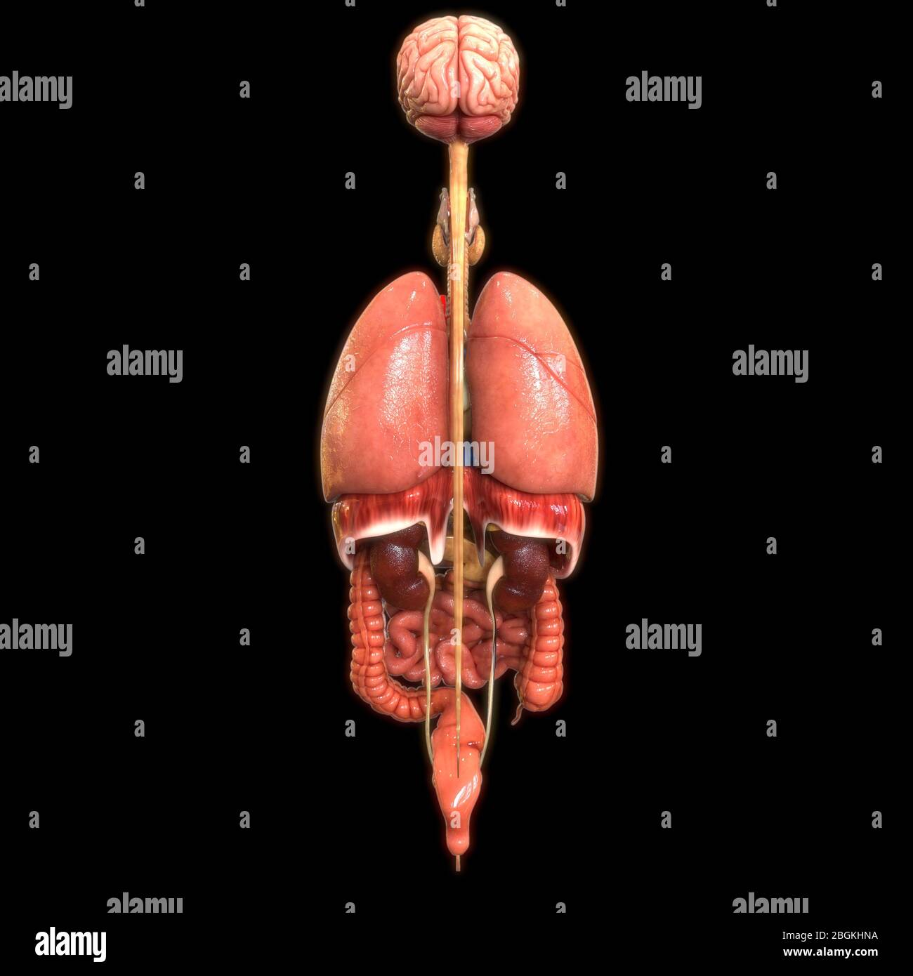 Anatomie des organes internes complets humains Banque D'Images