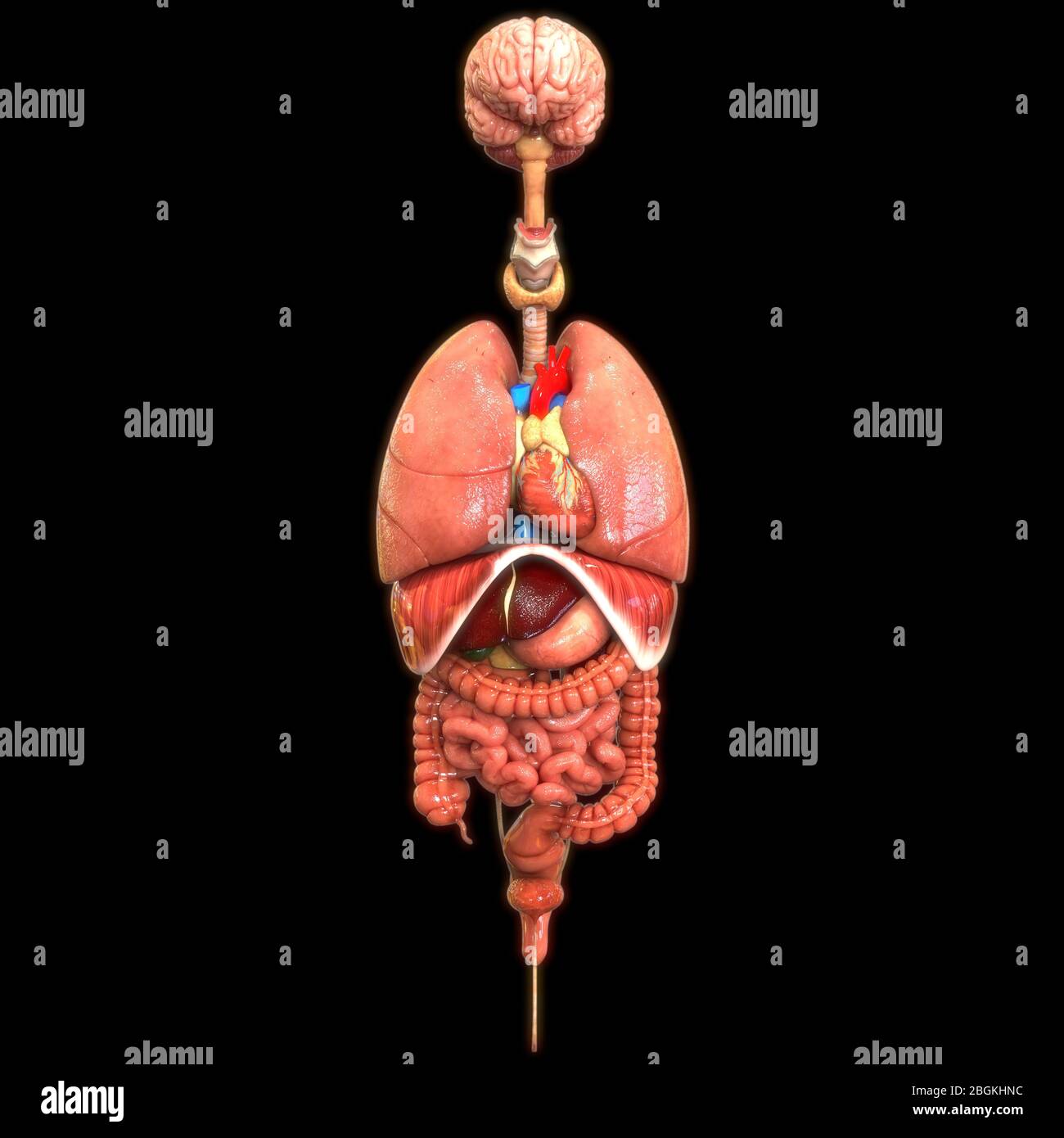 Anatomie des organes internes complets humains Banque D'Images