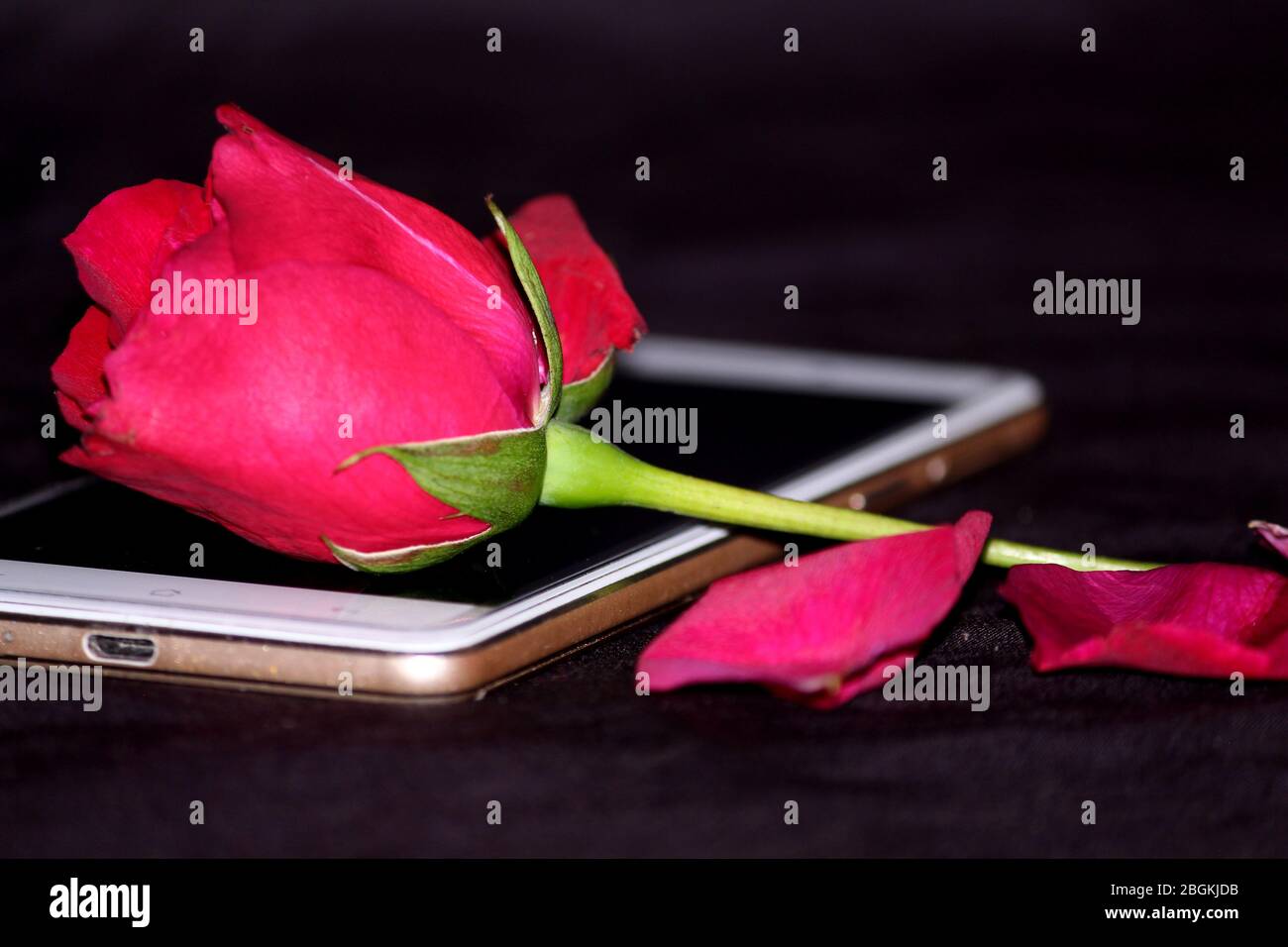 Belle proposition romantique, rose rouge mis sur le cadeau mobile de Valentin, amour fond décoratif sur noir Banque D'Images