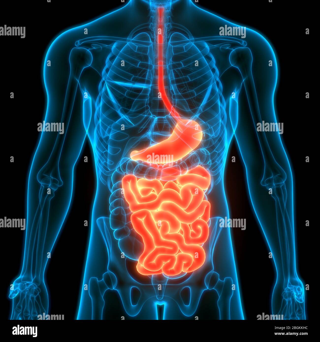 Système digestif humain estomac avec intestin grêle Anatomie Photo
