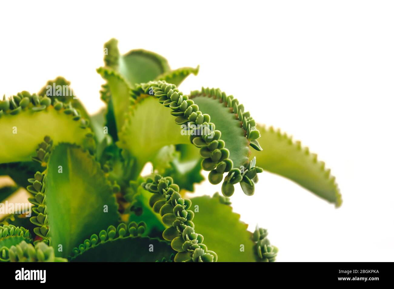 Mère de milliers de personnes, usine de chapeau mexicain (Kalanchoe pinnata) avec sprint. Isolé sur fond blanc. Banque D'Images