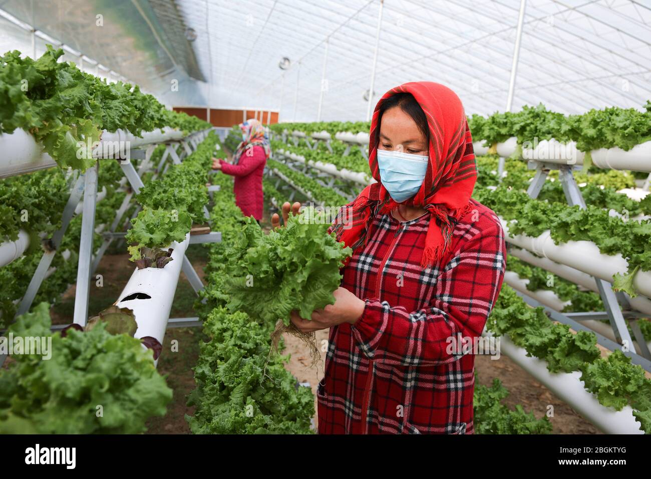 Les gens vérifient les légumes plantés dans une serre de culture sans soillure dans la ville de Lianyungang, province du Jiangsu en Chine orientale, 18 mars 2020. Banque D'Images